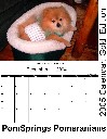 PomSprings Pomeranians 2005 Calendar: Gold Edition